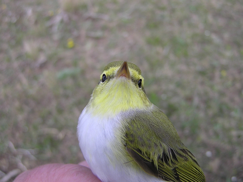 Wood Warbler, Sundre 20080502